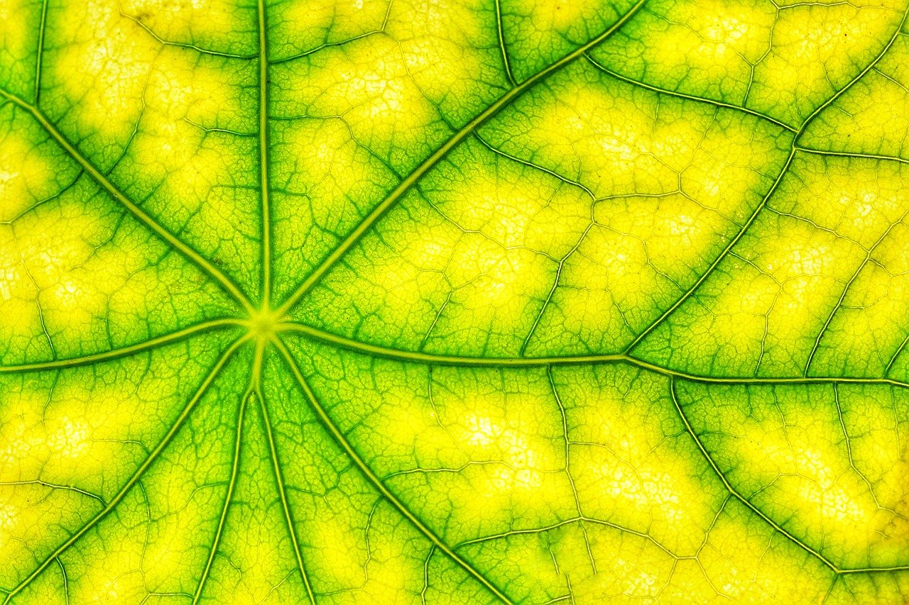 Chlorophyll Leaf